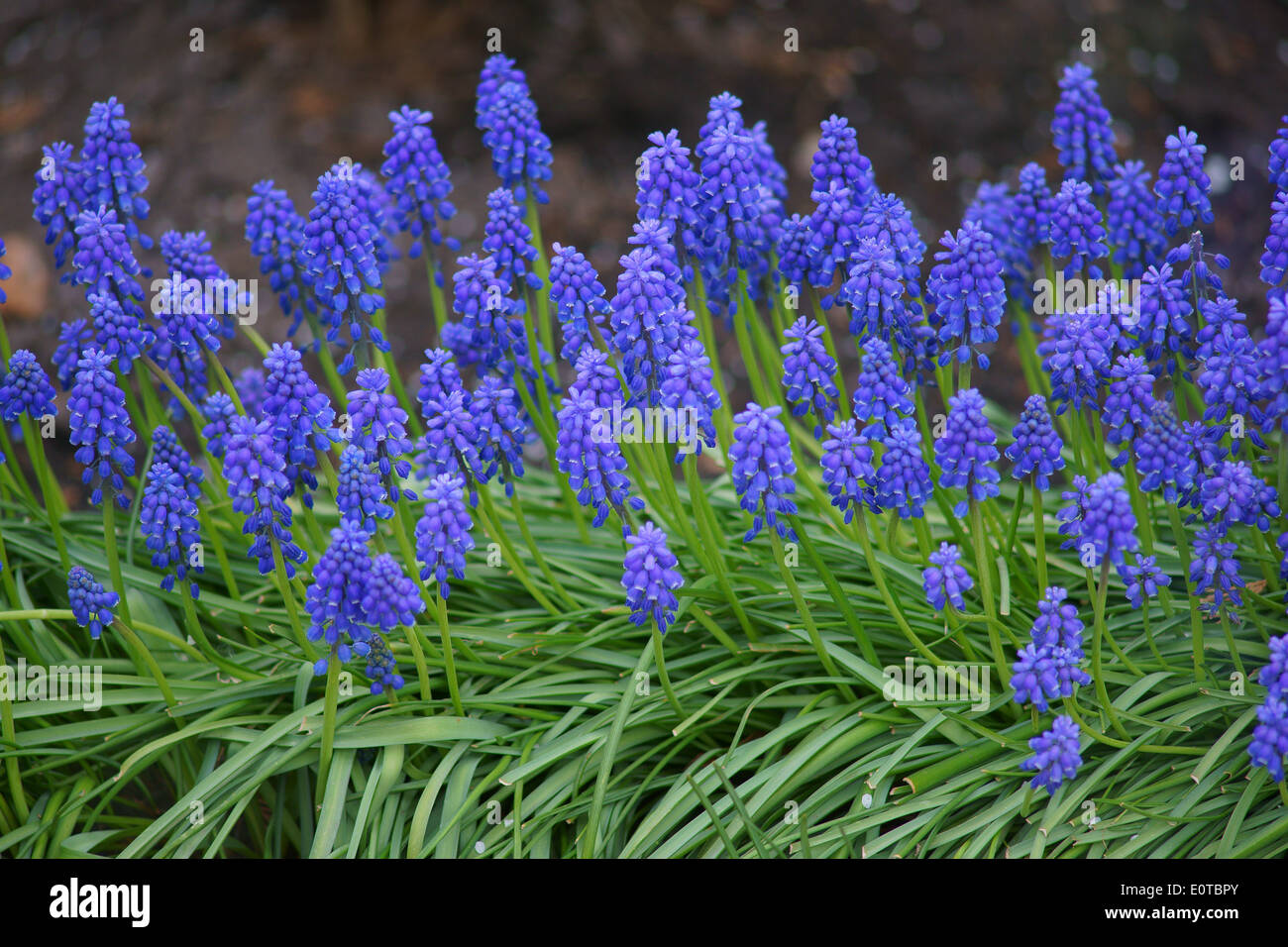 Blue grape hyacinths flowers in cluster Muscari armeniaca Stock Photo