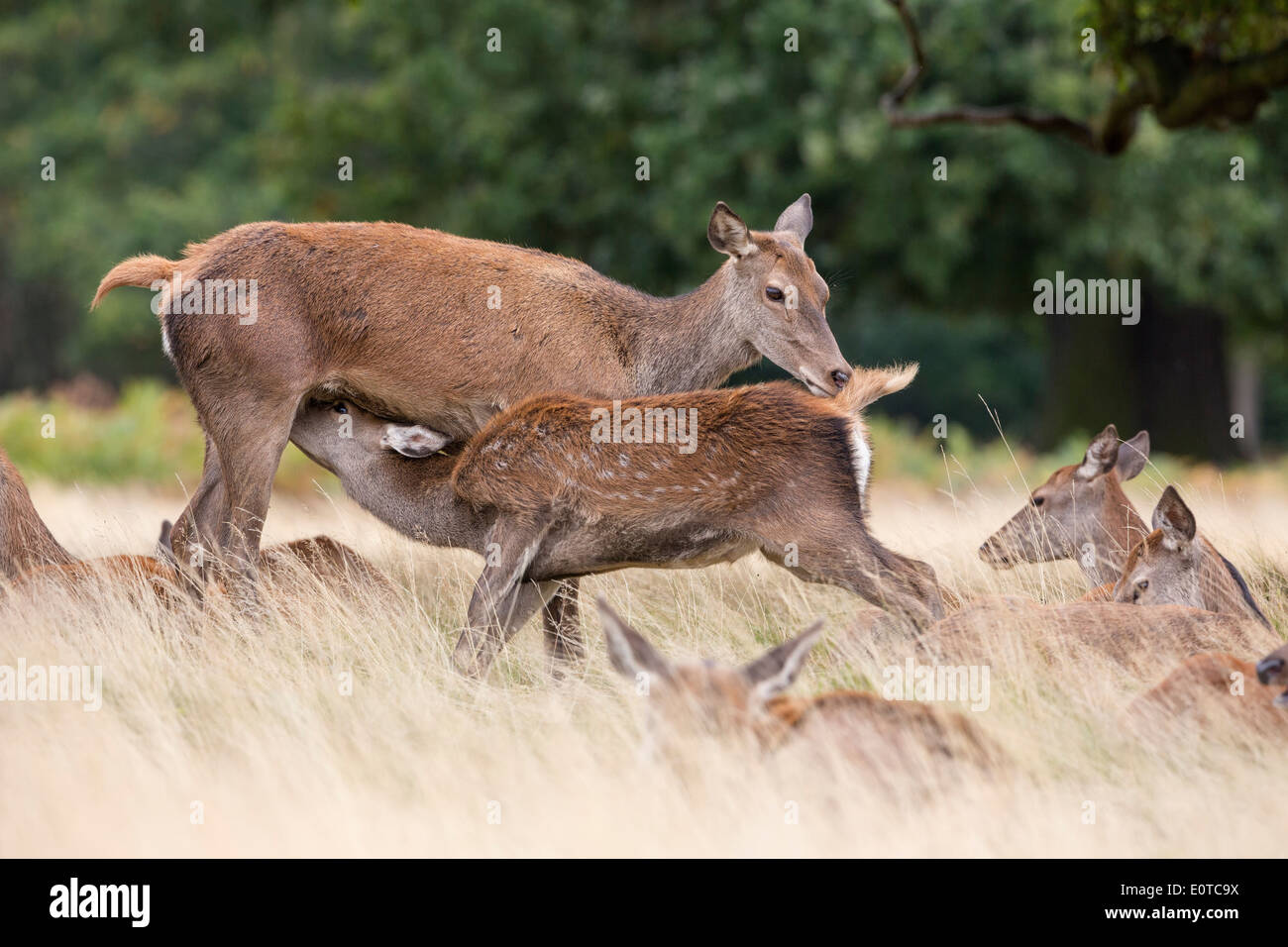 Red Deer yearling calf suckling from its mother Stock Photo