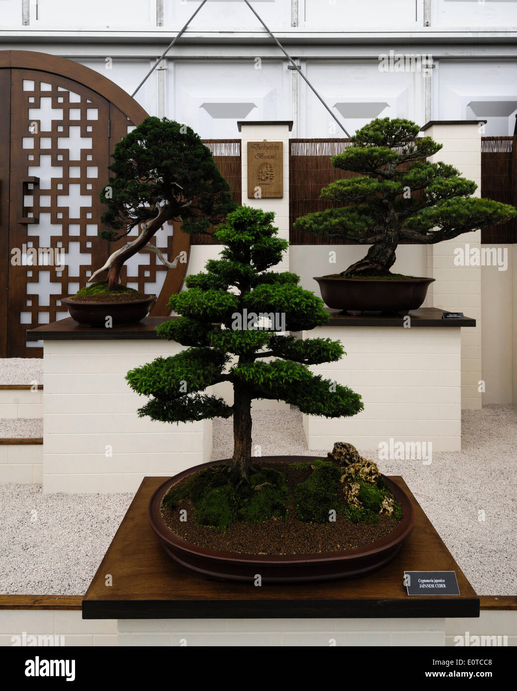London, UK. 19th May, 2014. 2014 RHS Chelsea Flower Show. A Bonsi Tree Display featuring a  Japanese Cedar (Ceder) in the foreground and Japanese Yew and Pine behind. Picture by Julie Edwards/Alamy Live News Stock Photo