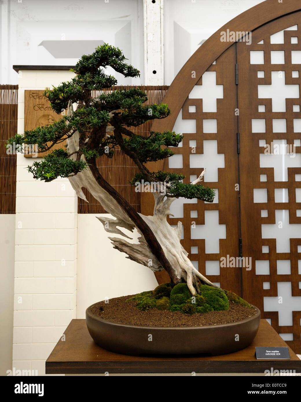 London, UK. 19th May, 2014. 2014 RHS Chelsea Flower Show. A Bonsi Tree Display featuring a Japanese Yew. Picture by Julie Edwards/Alamy Live News Stock Photo