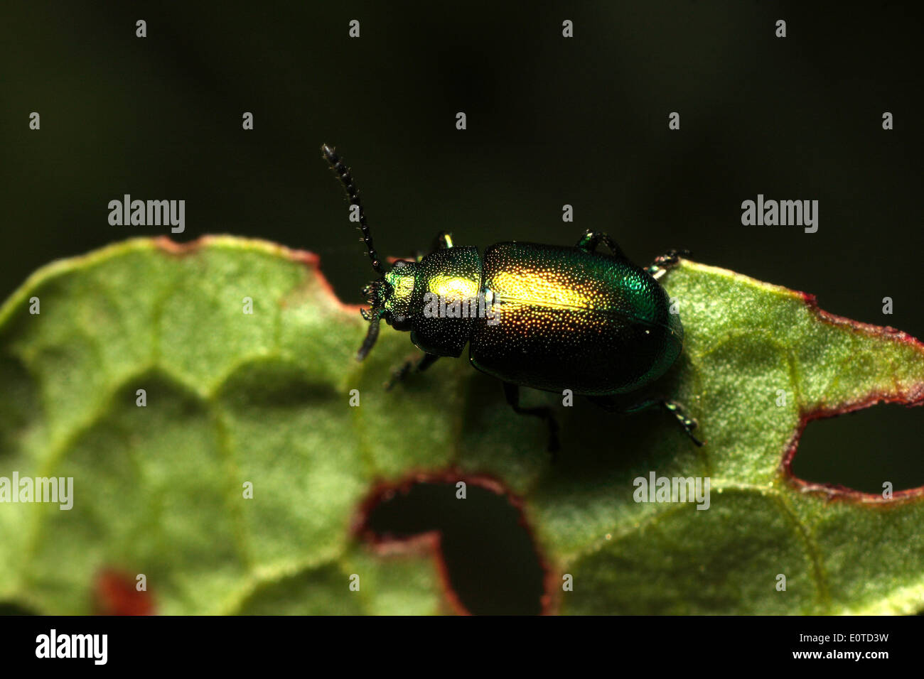 Green Dock Leaf Beetle Stock Photo - Alamy