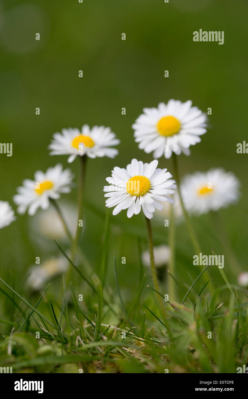 Daisies; Bellis perennis; Cornwall; UK Stock Photo