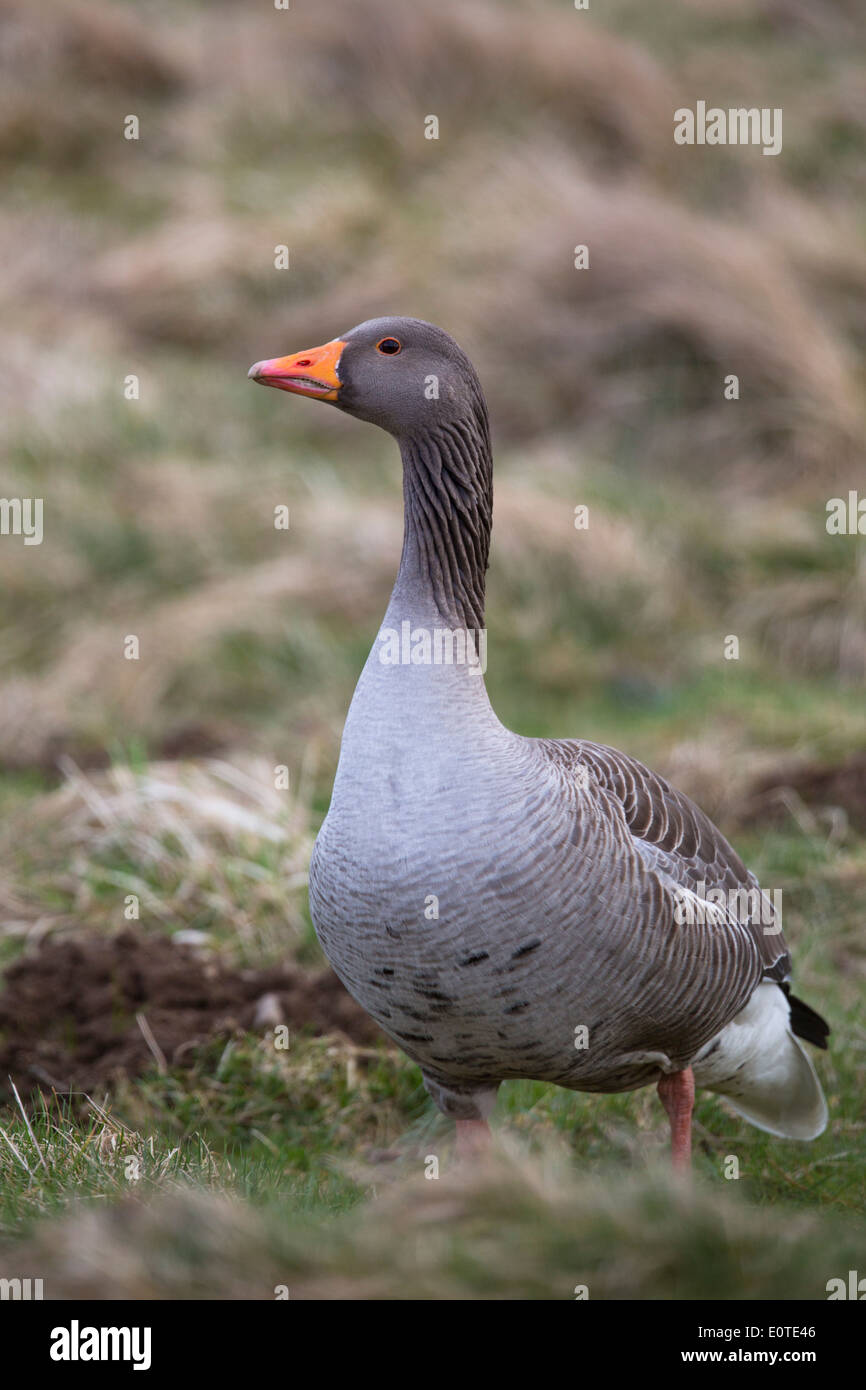 Greylag Goose; Winter; UK Stock Photo