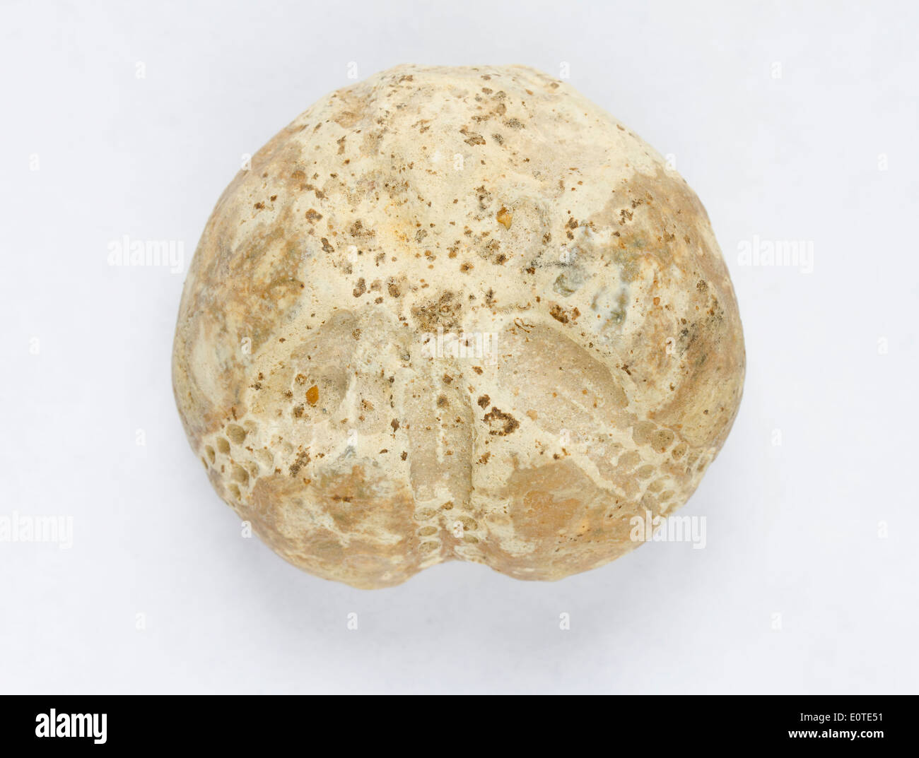 Fossilized Echinoid Stock Photo