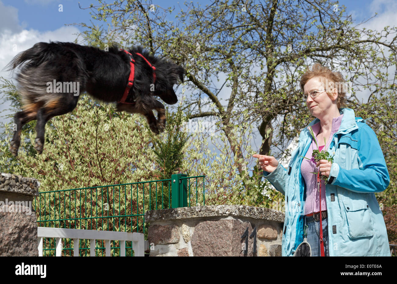 woman making her dog jump across a garden gate Stock Photo Alamy