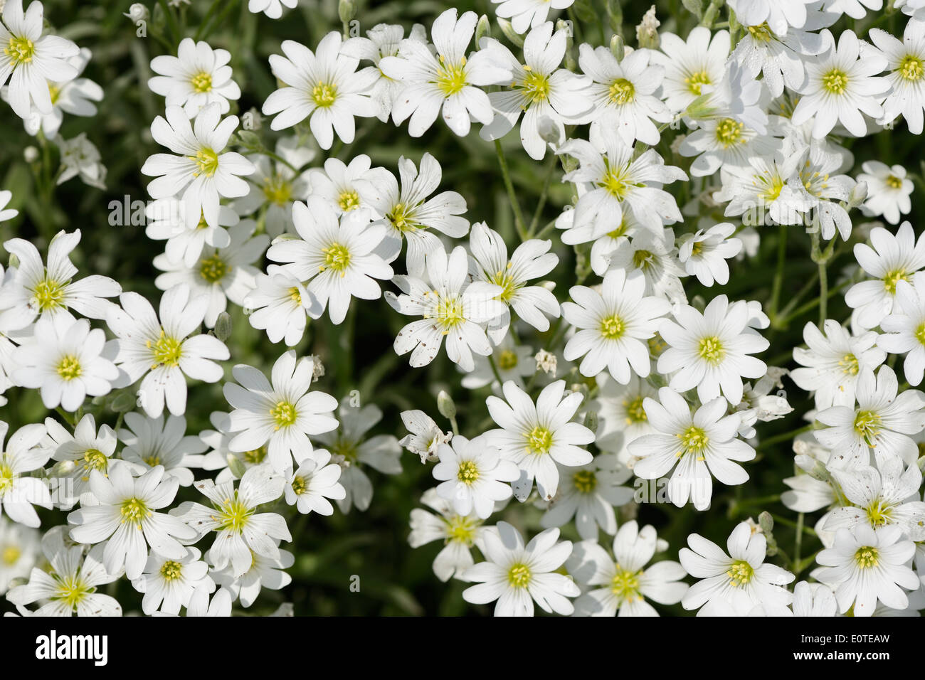 White flowers stitchwort hi-res stock photography and images - Alamy