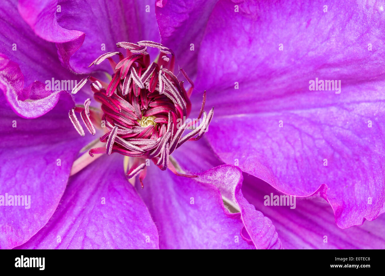 Purple clematis flower' The President'  Ranunculaceae Stock Photo