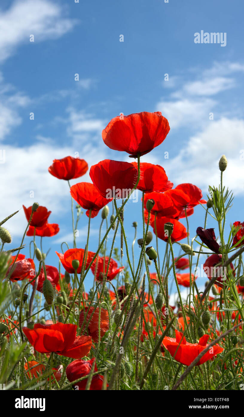 Poppies field on blue sky and clouds background Stock Photo - Alamy