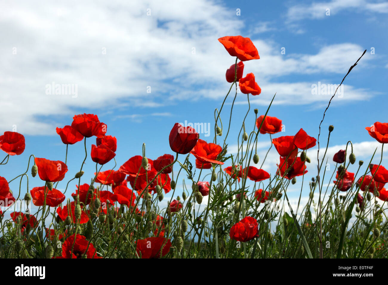 Poppies flowers blue sky clouds hi-res stock photography and images - Alamy