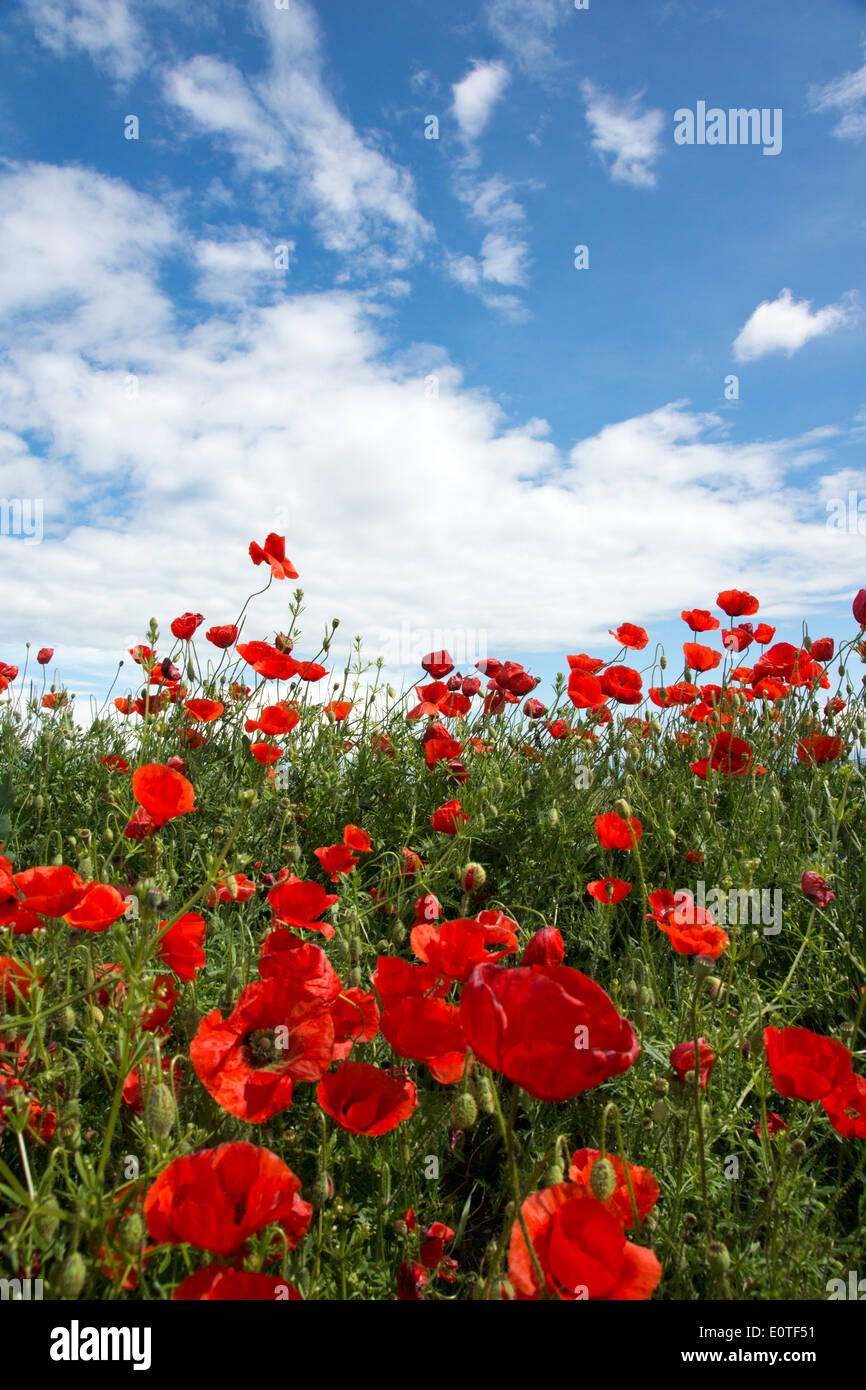 Wild poppies field on blue sky and clouds background Stock Photo - Alamy