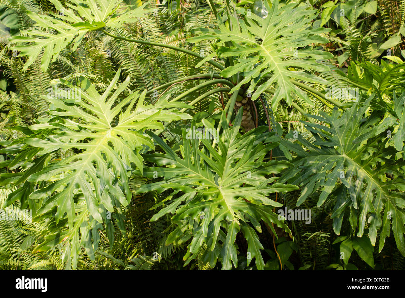 Giant leaves of the tropical aroid, Philodendron bipinnatifidum Stock Photo