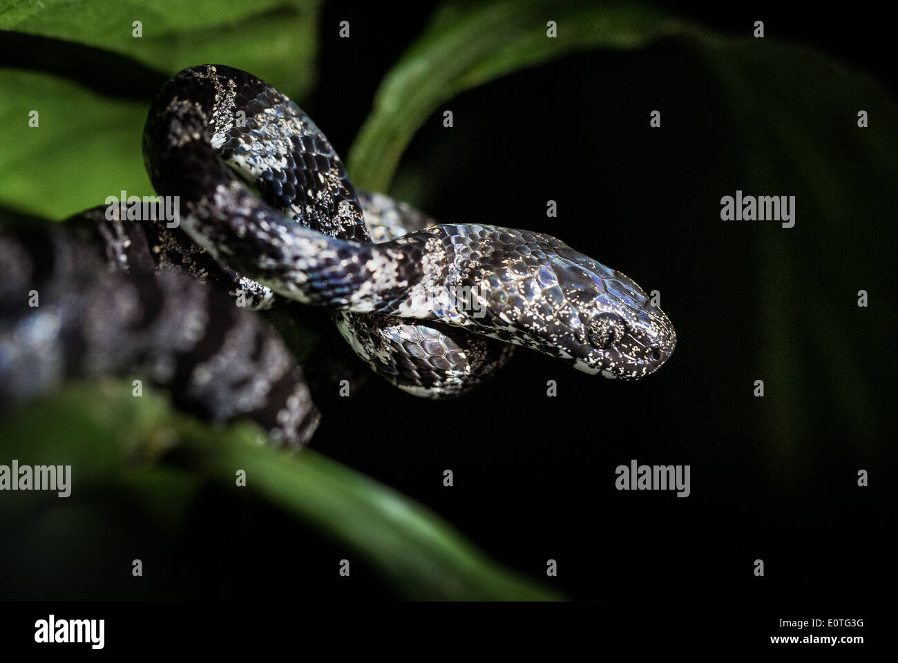 Snail eating snake hunting at night Costa Rica Sarapiqui Stock Photo