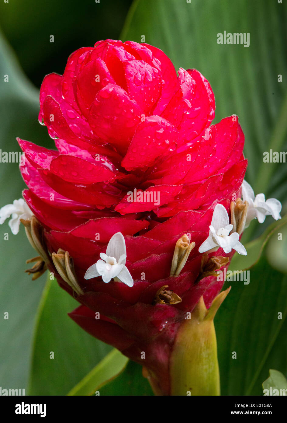 Ginger flower showing scarlet red bracts and true white flowers - Costa Rica Stock Photo
