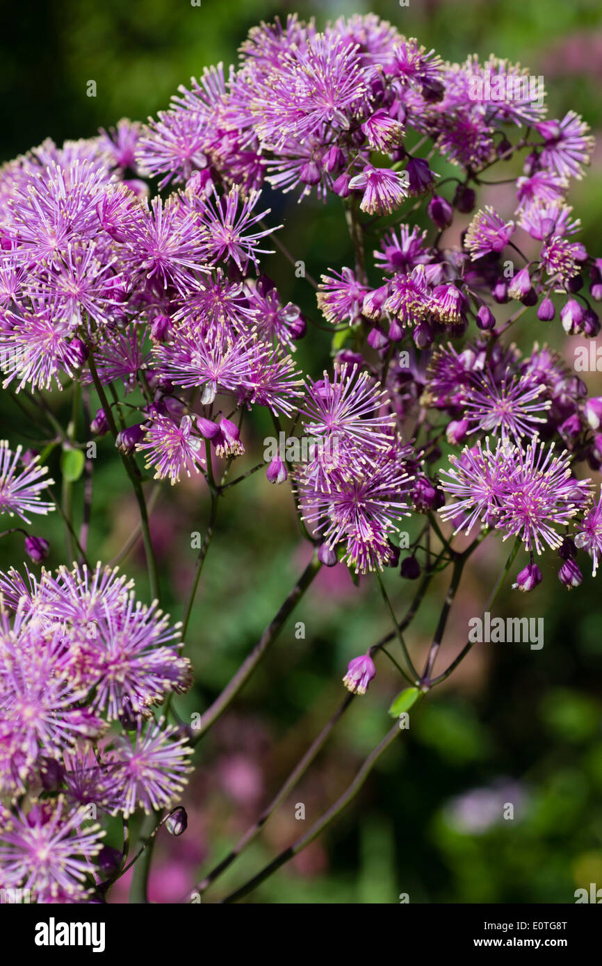 Powderpuff flowers of the meadow rue, Thalictrum aquilegiifolium Stock Photo