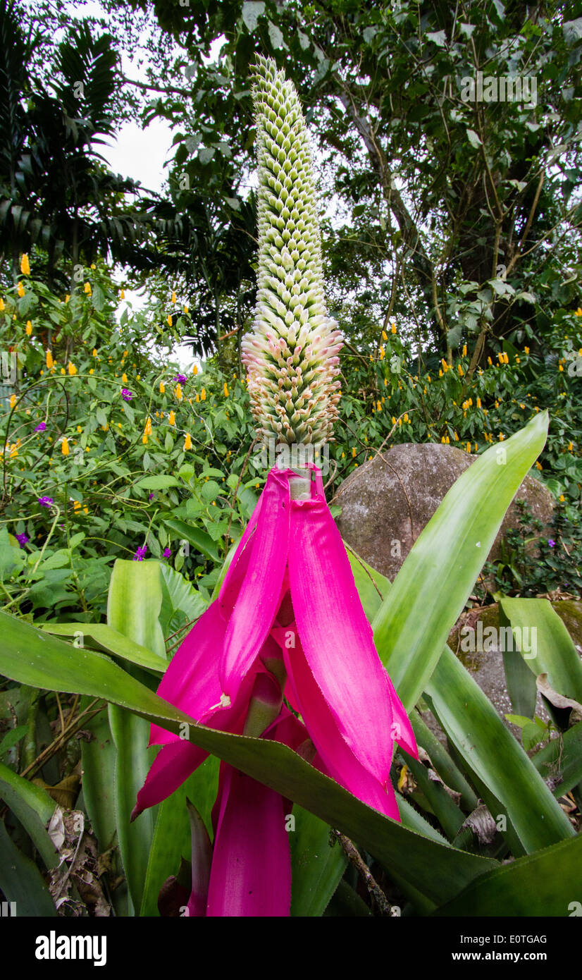 Giant flower of the lily family with spathe and drooping pink bracts in a garden in Costa Rica Stock Photo