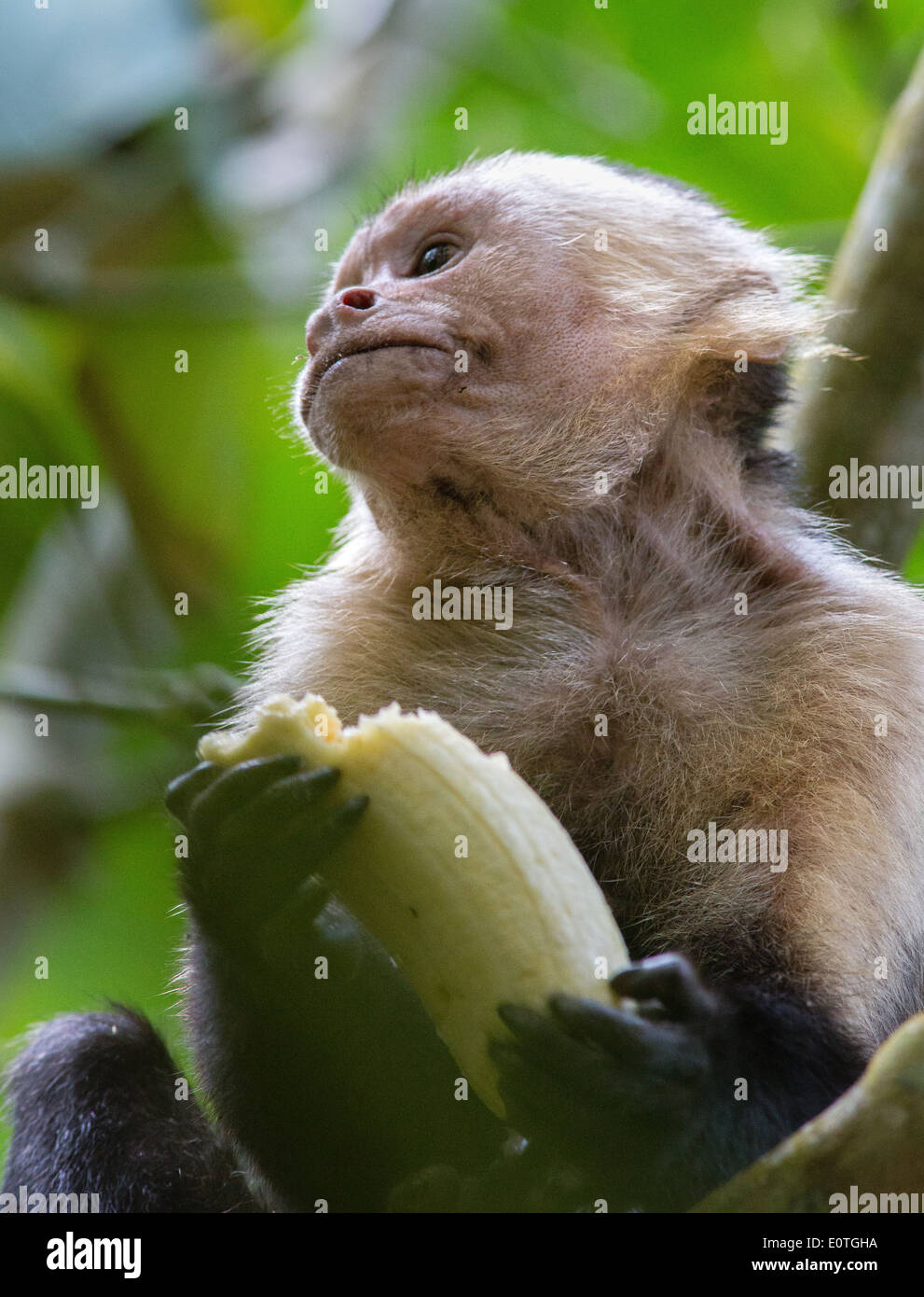 White Faced Capuchin monkey eating a banana picked from a wild tree in the Corcovado National Park Costa Rica Stock Photo