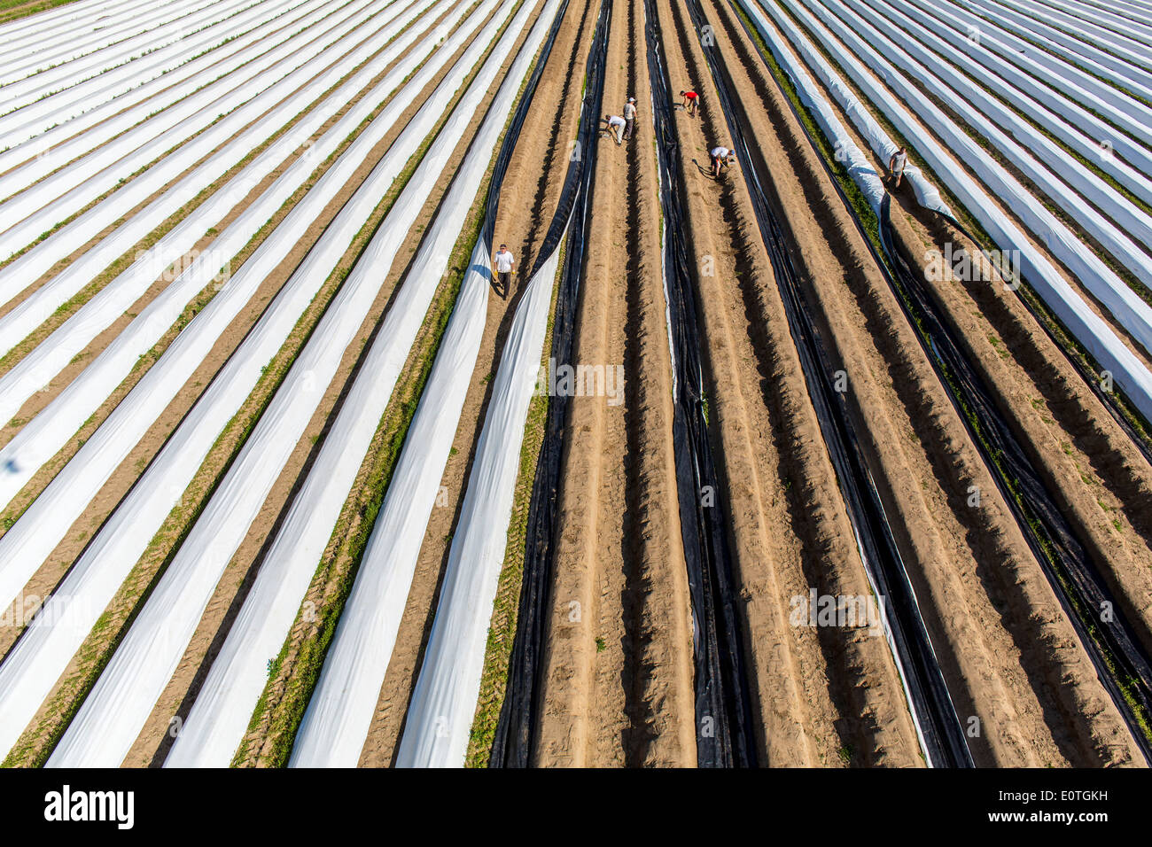 Asparagus harvest on the Lower Rhine area, western Germany. Asparagus