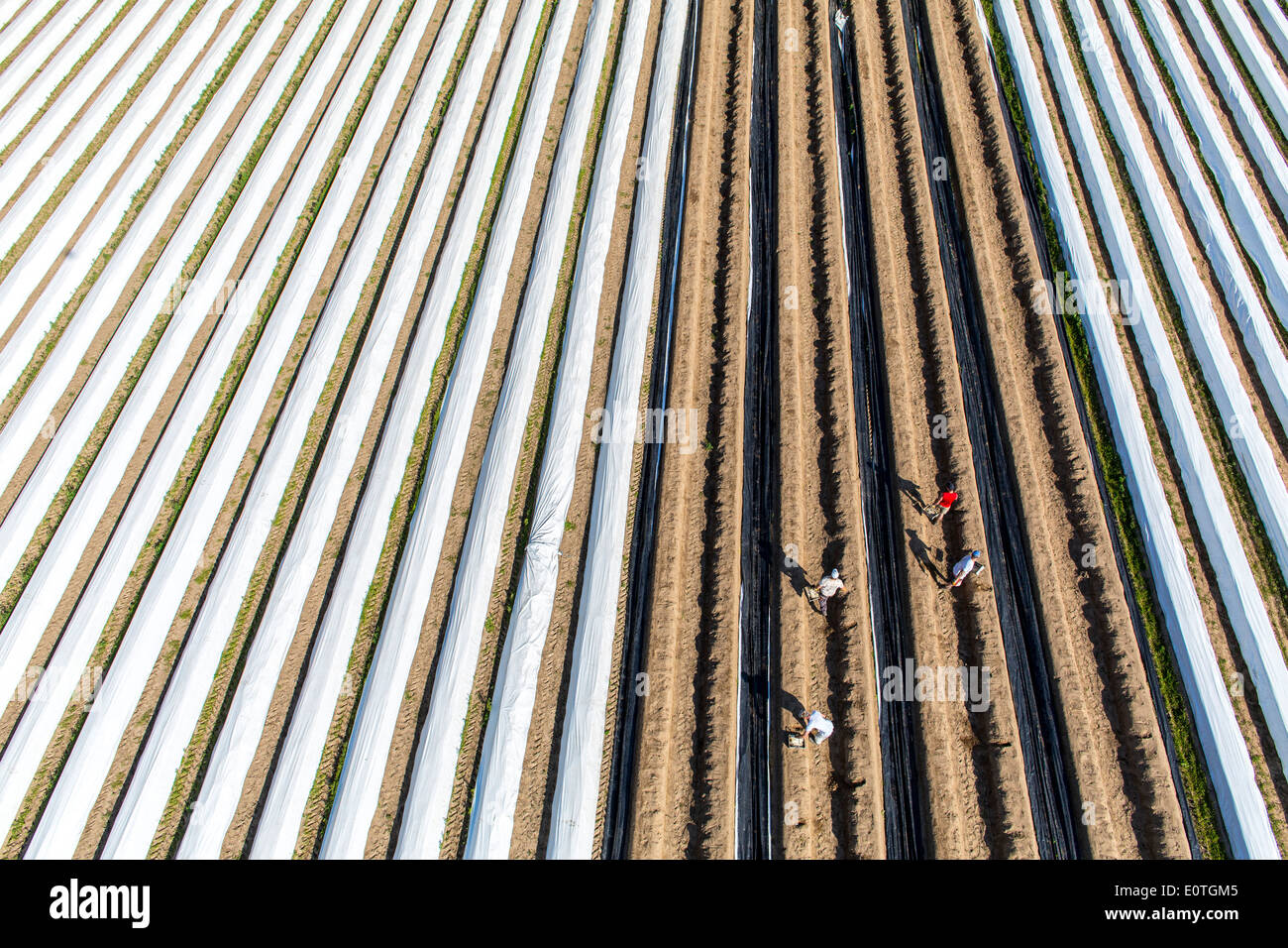 Asparagus harvest on the Lower Rhine area, western Germany. Asparagus field, asparagus dam's covered with plastic film. Stock Photo