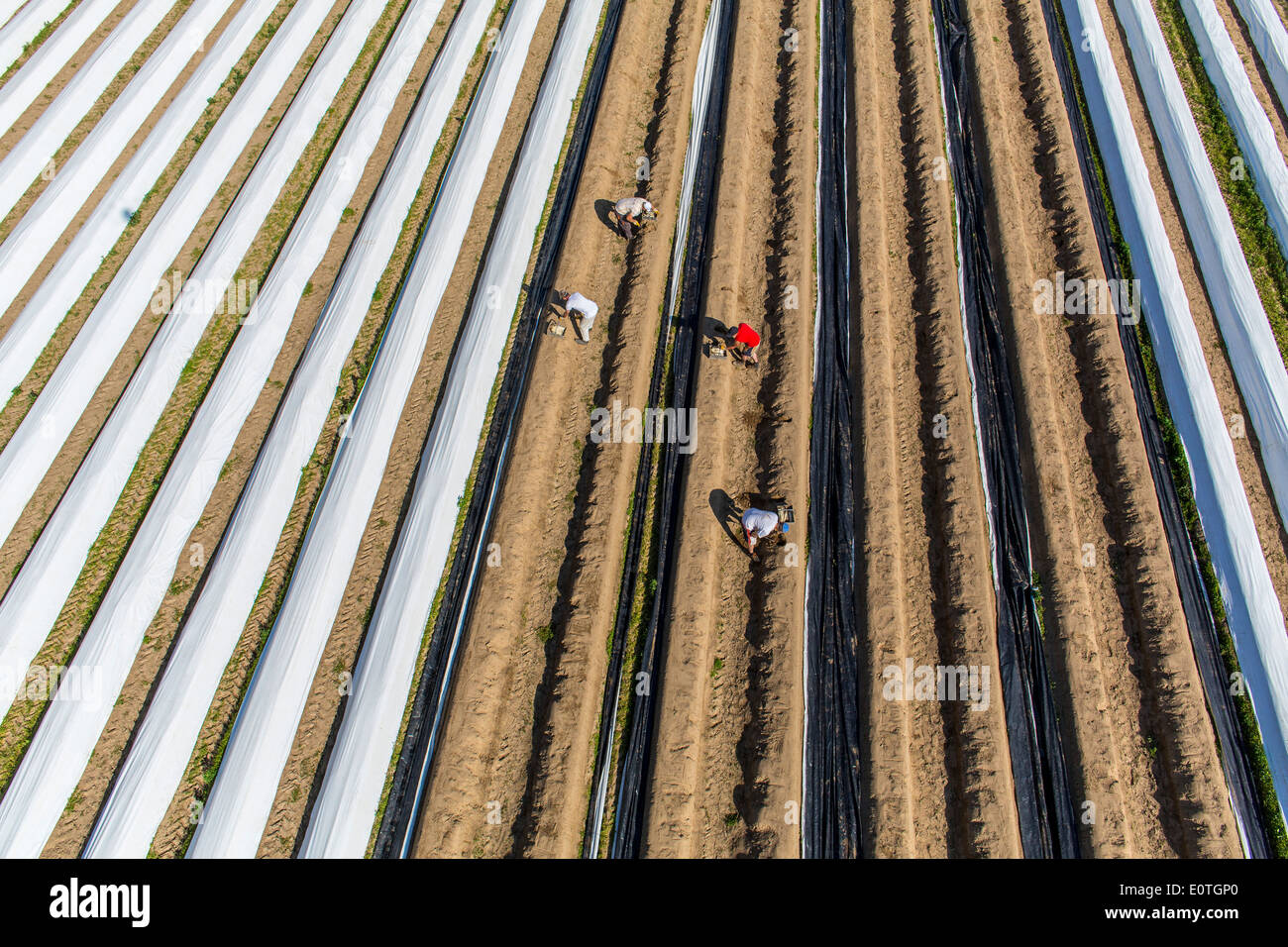 Asparagus harvest on the Lower Rhine area, western Germany. Asparagus field, asparagus dam's covered with plastic film. Stock Photo