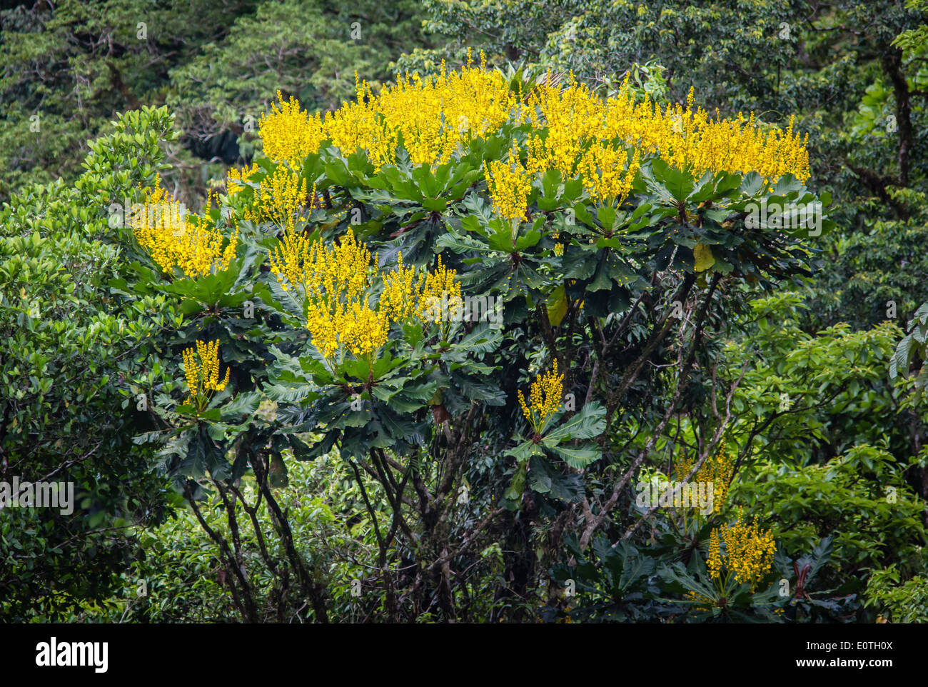 Yellow flowered rain forest tree in the Corcovado National Park Costa Rica Stock Photo