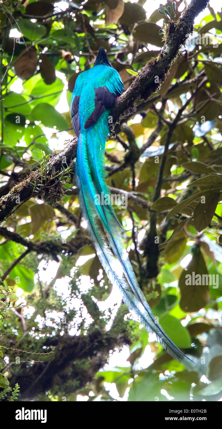 Resplendent Quetzal in the Monteverde Cloud Forest  of Costa Rica showing magnificent tail covert and wing feathers Stock Photo