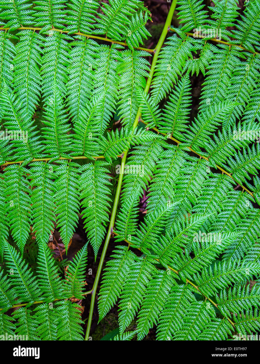 Detail of large fern leaf in montane forest at Poas volcano Costa Rica Stock Photo