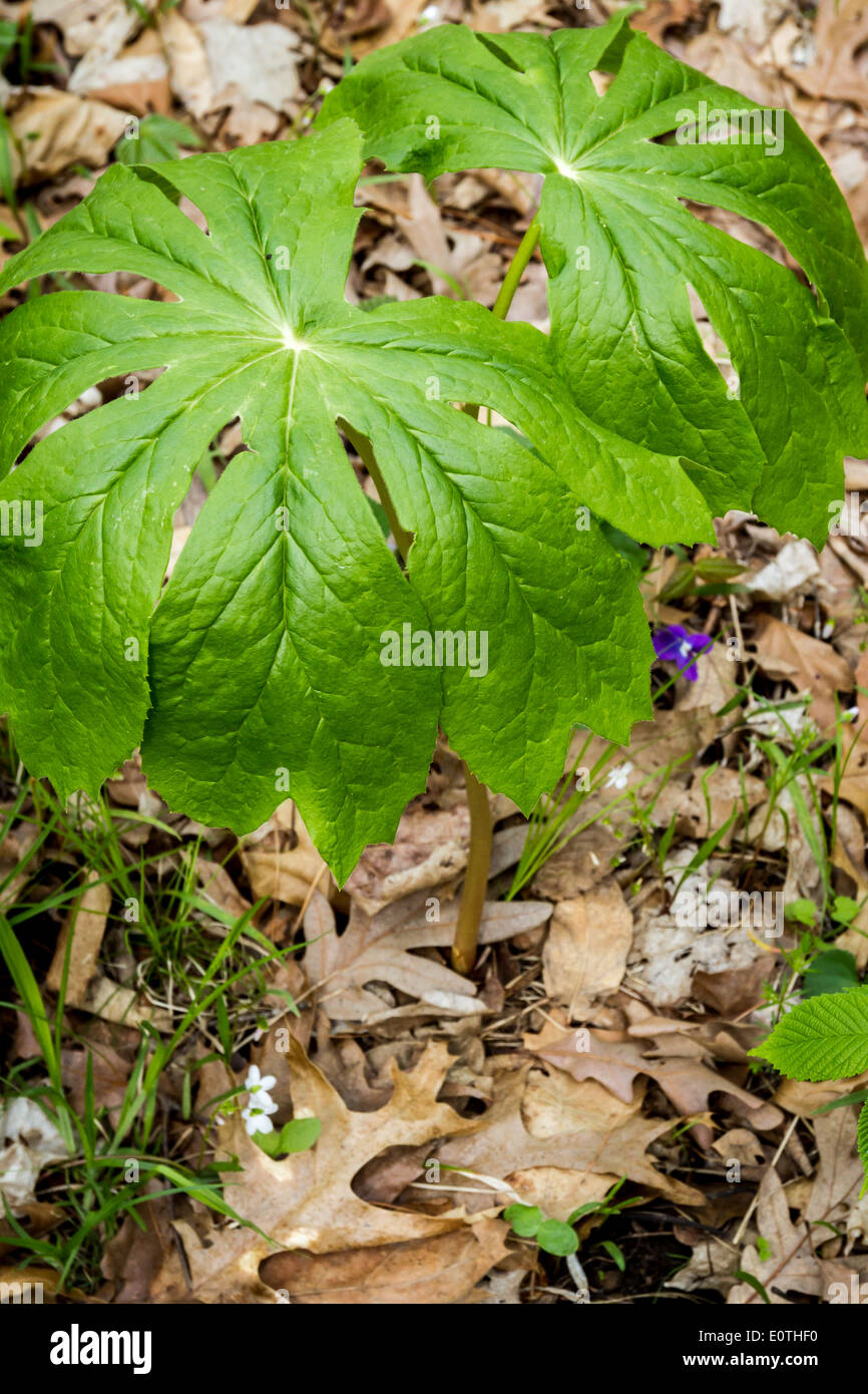 cool looking umbrella like plant in the ground forest of Illinois Stock