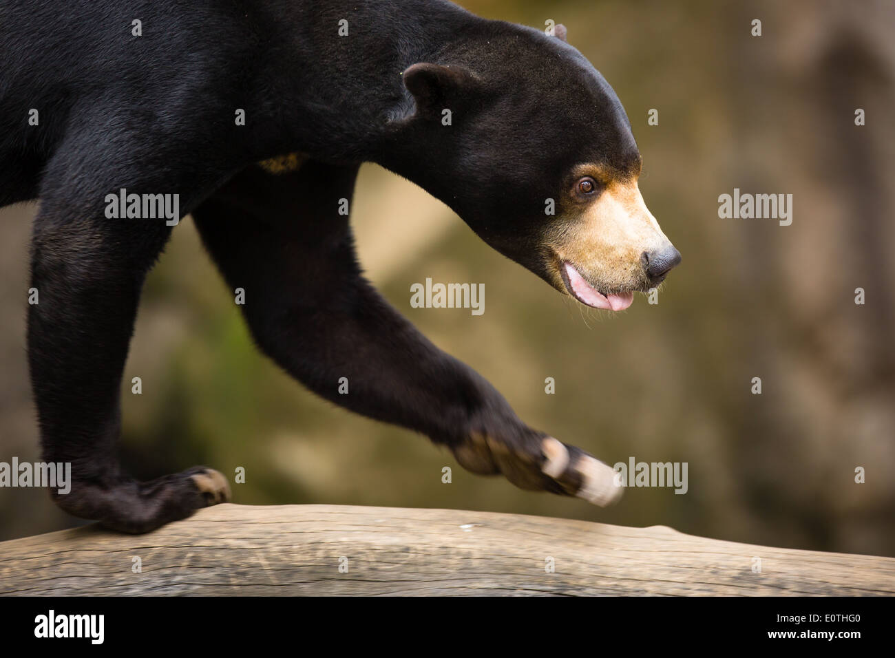 Sun Bear (Helarctos malayanus) Stock Photo