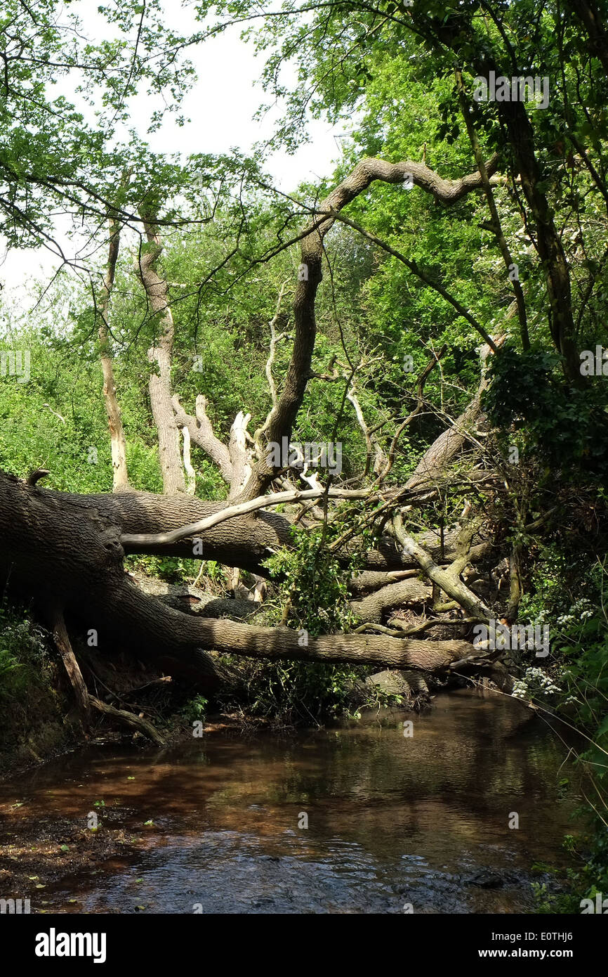 Tree fallen across a small river in rural gloucestershire, 19 May 2014 Stock Photo