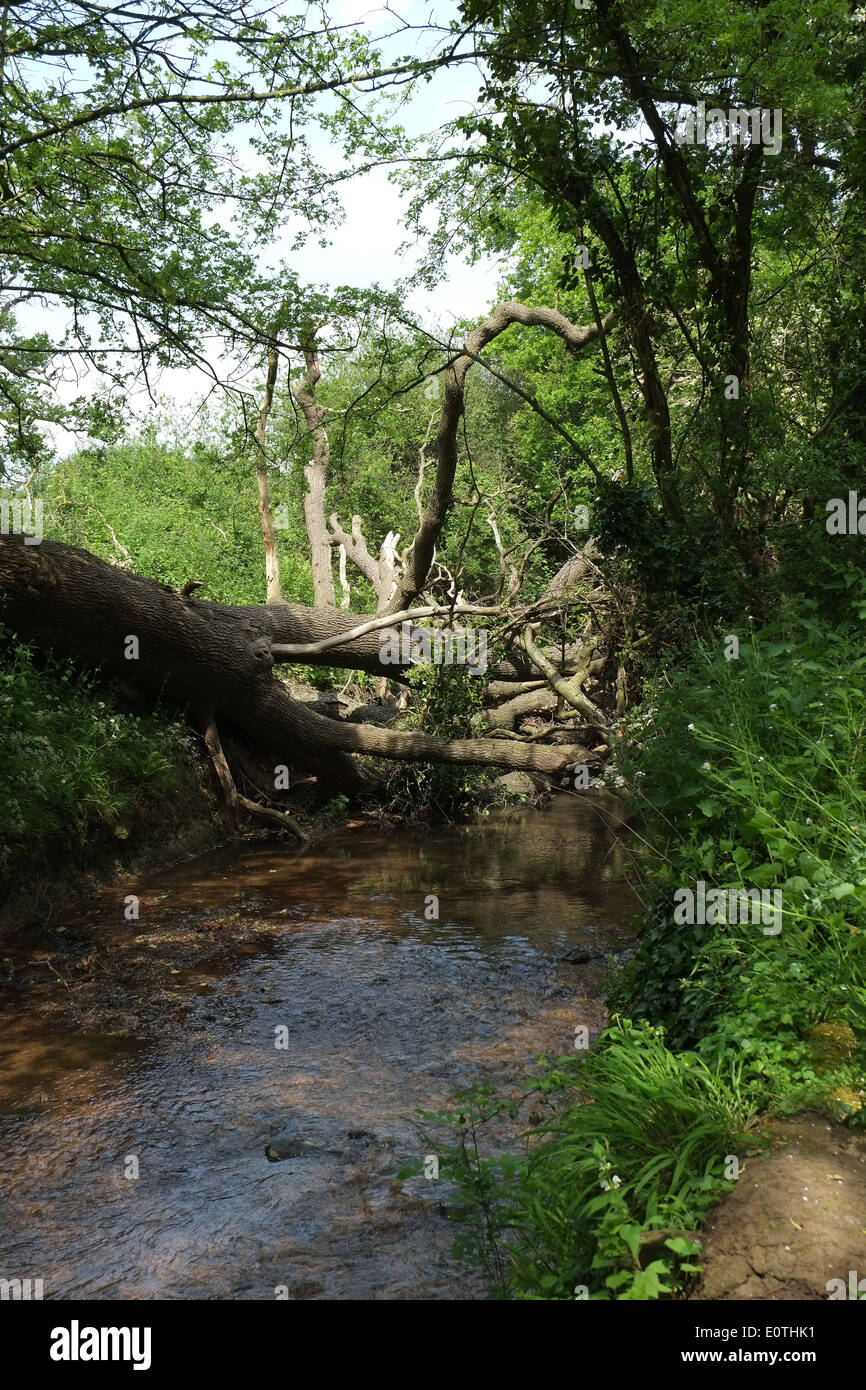Tree fallen across a small river in rural gloucestershire, 19 May 2014 Stock Photo