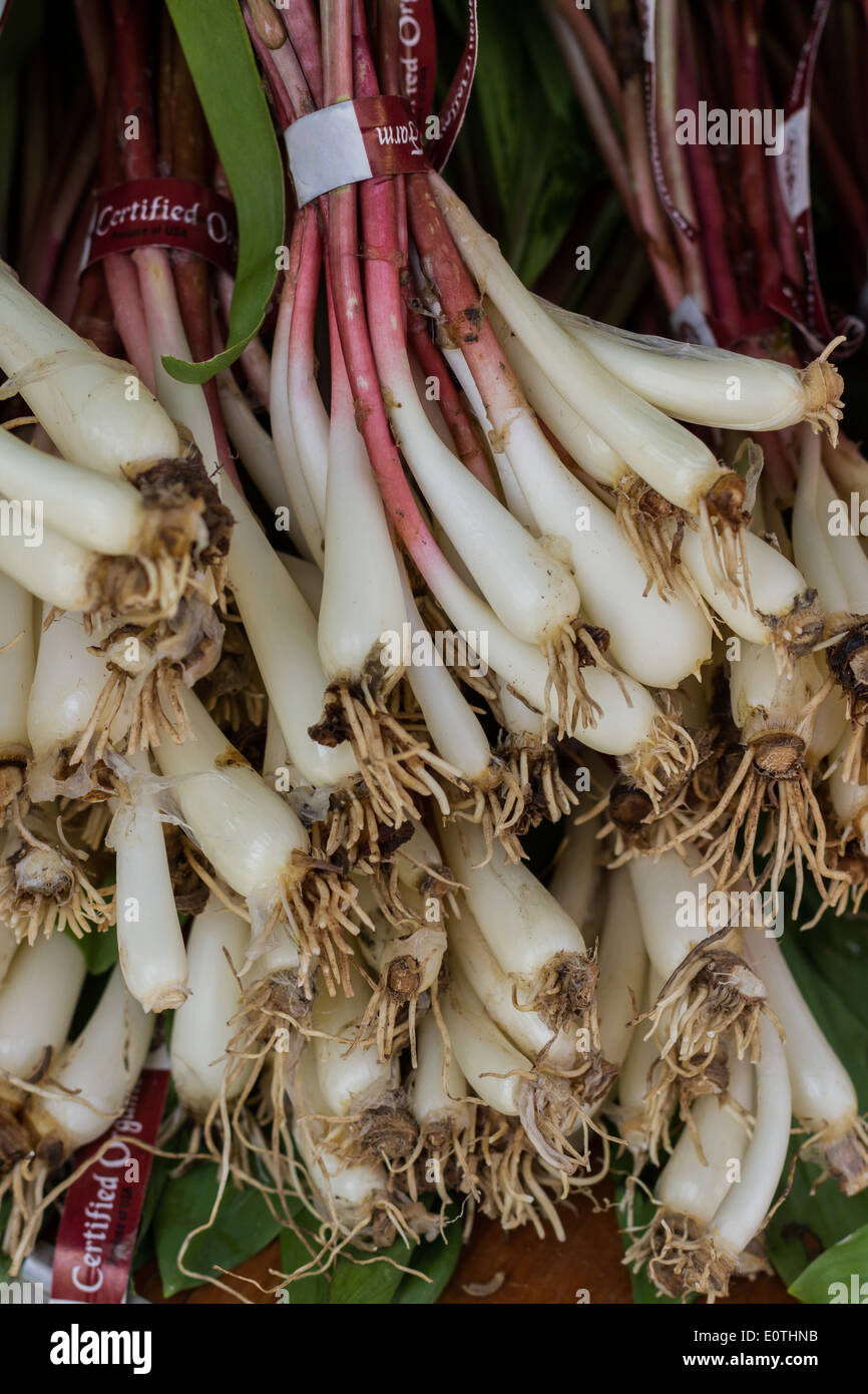 fresh organic ramps or wild leeks for sale at the local farmers market