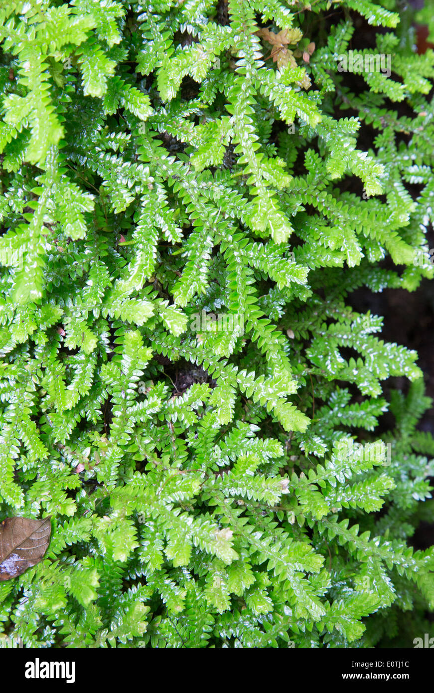 Liverwort moss growing in wet rainforest at La Fortuna Waterfall in Costa Rica Stock Photo