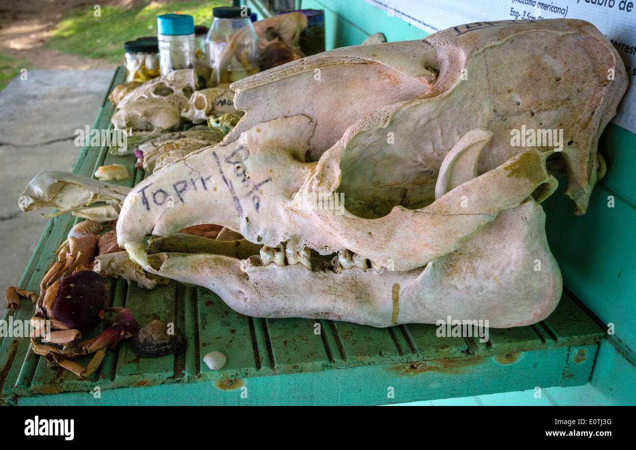 Skull of adult Baird's Tapir Tapirus bairdii among an educational display of skulls at the ranger's office Corcovado Costa Rica Stock Photo