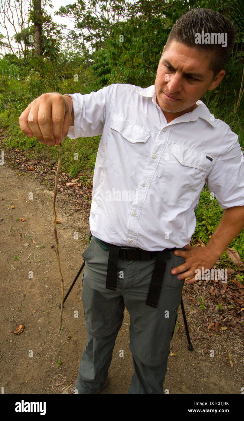 Costa Rican guide holding leaf cutter ant grasping a long twig in its jaws to demonstrate the great strength of these insects Stock Photo