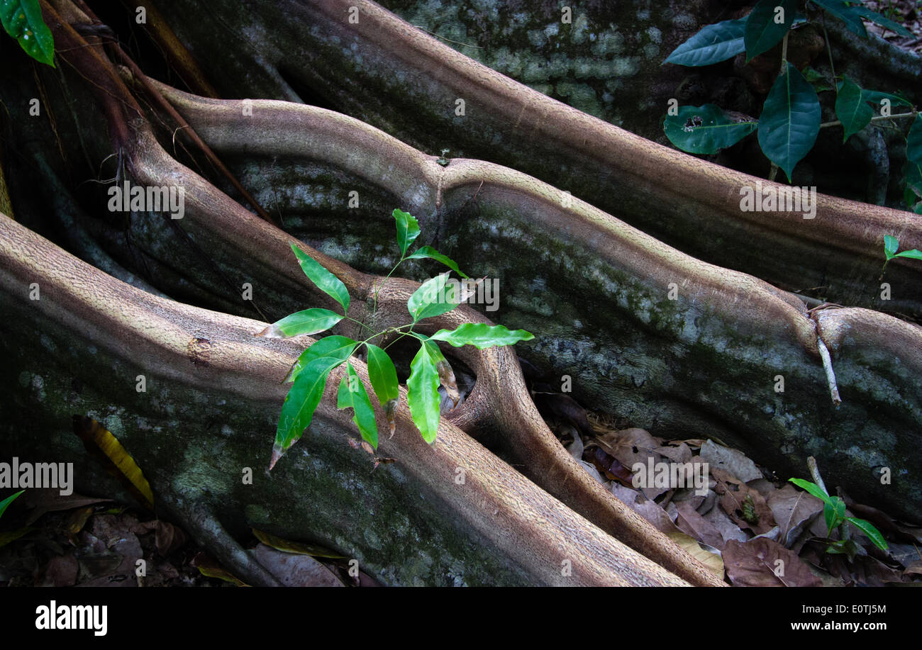 Young sapling growing between the buttress roots of a rainforest tree in the Corcovado National Park Costa Rica's Osa peninsula Stock Photo
