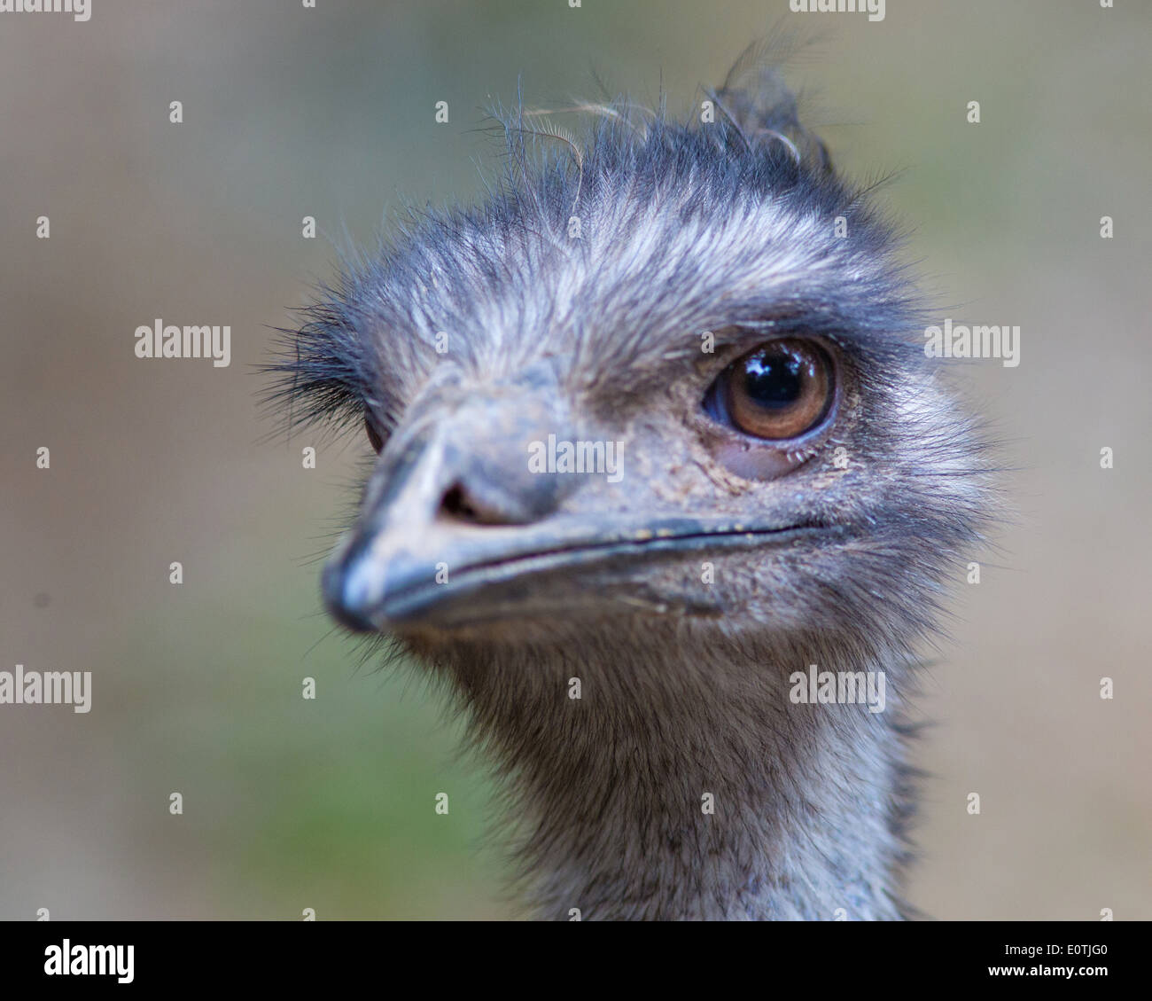 Emu - Dromalus novaehollandiae - portrait of captive Australian flightless bird in a Costa Rican bird park Stock Photo