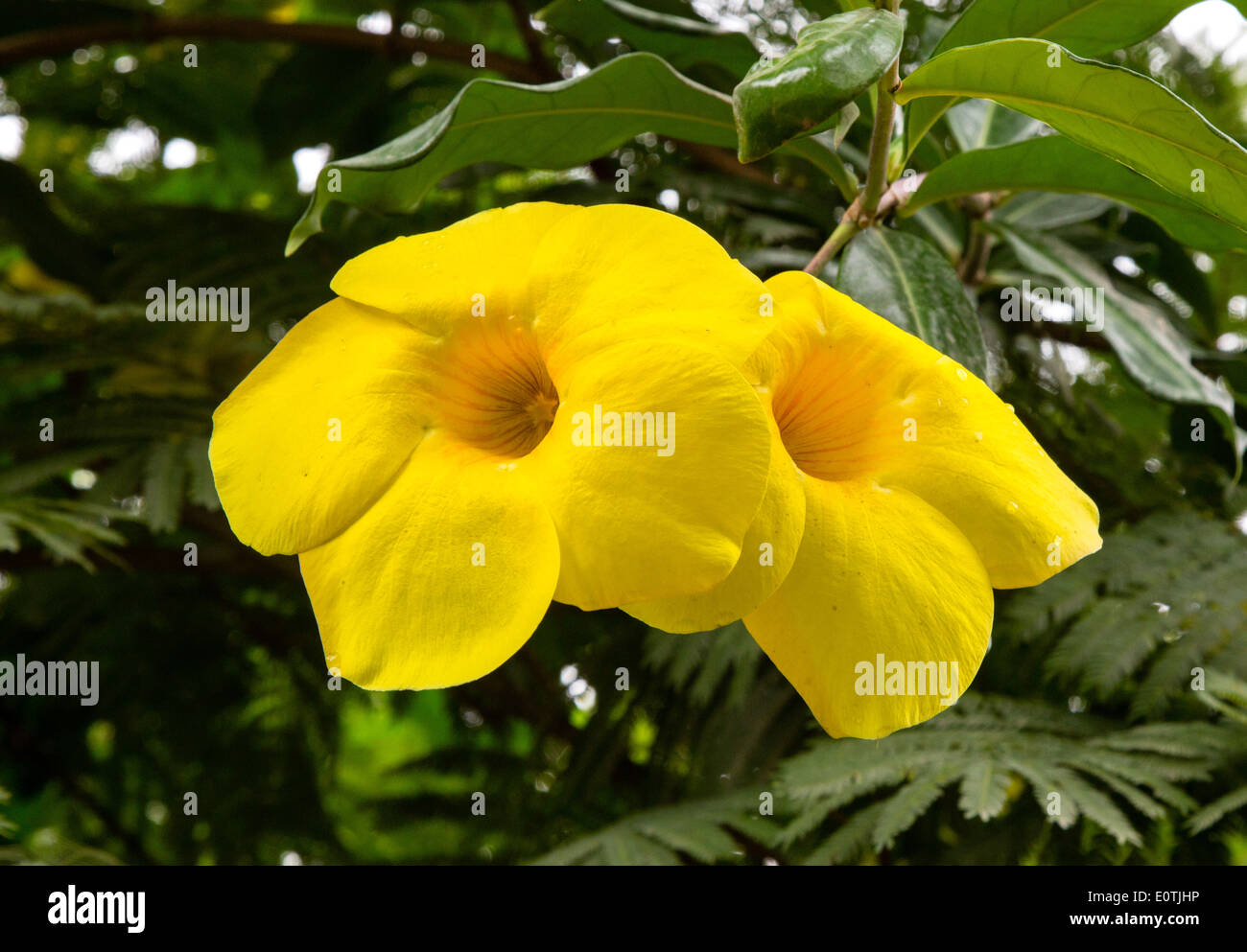 Large yellow trumpet shaped flowers of a tropical shrub in Costa Rica Stock Photo