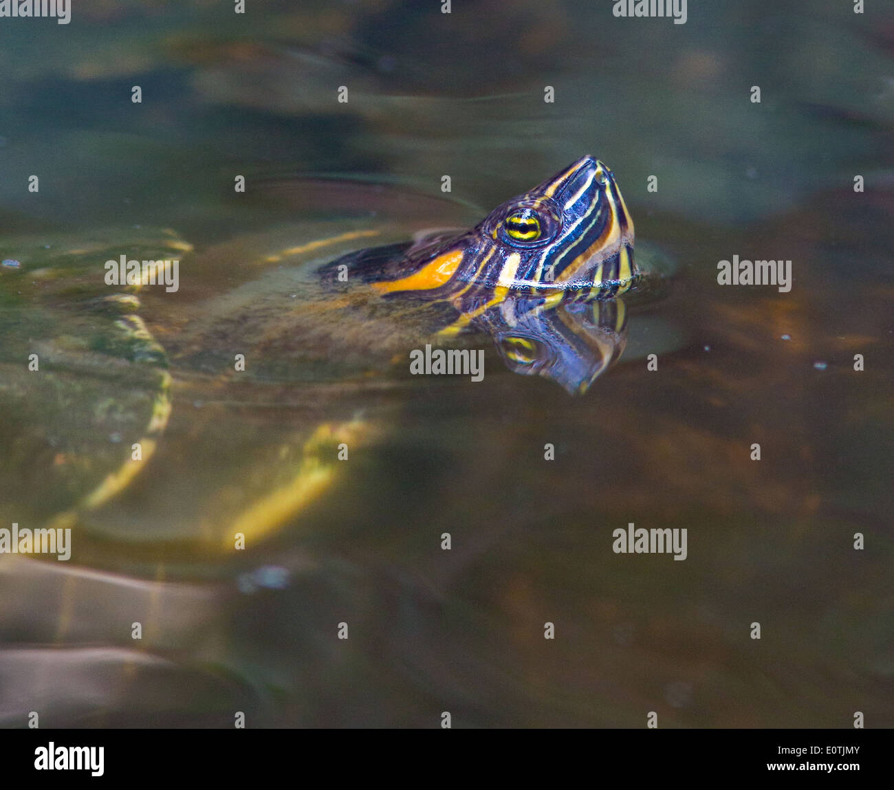 Red Eared Terrapin with head above water in a Costa Rican Wildlife Park Stock Photo