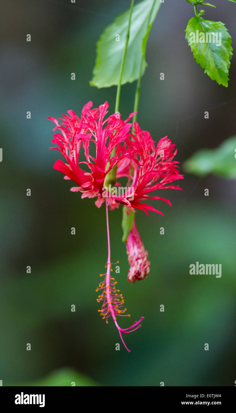 Unusual red Hibiscus flower with finely cut petals - Osa peninsula Costa Rica Stock Photo