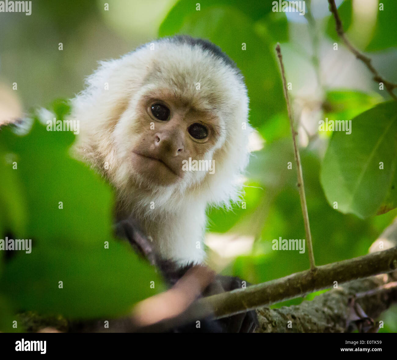 White Faced Capuchin monkey peering down from tree canopy at Monteverde in Costa Rica Stock Photo