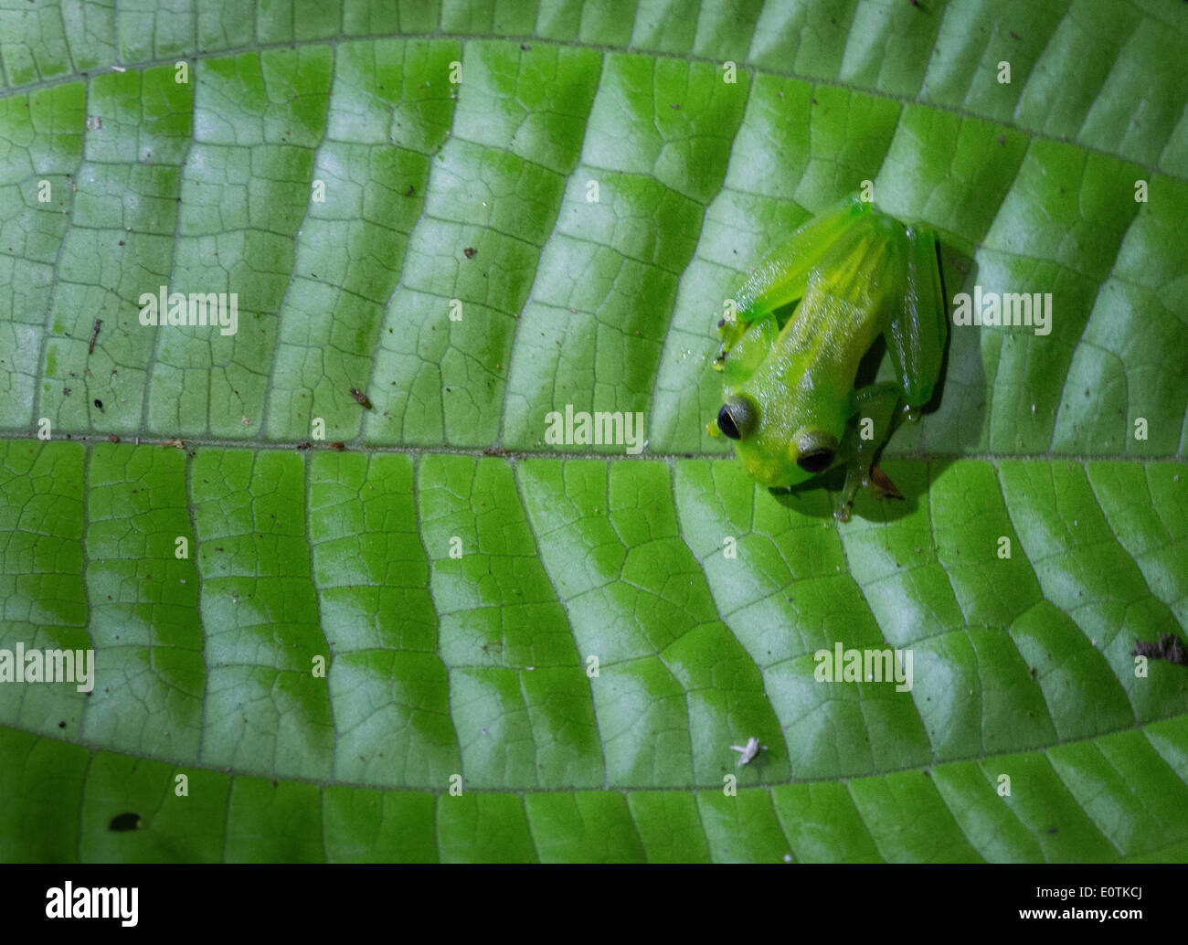 Tiny Glass Frog on a leaf at night - Selva Verde Costa Rica Stock Photo