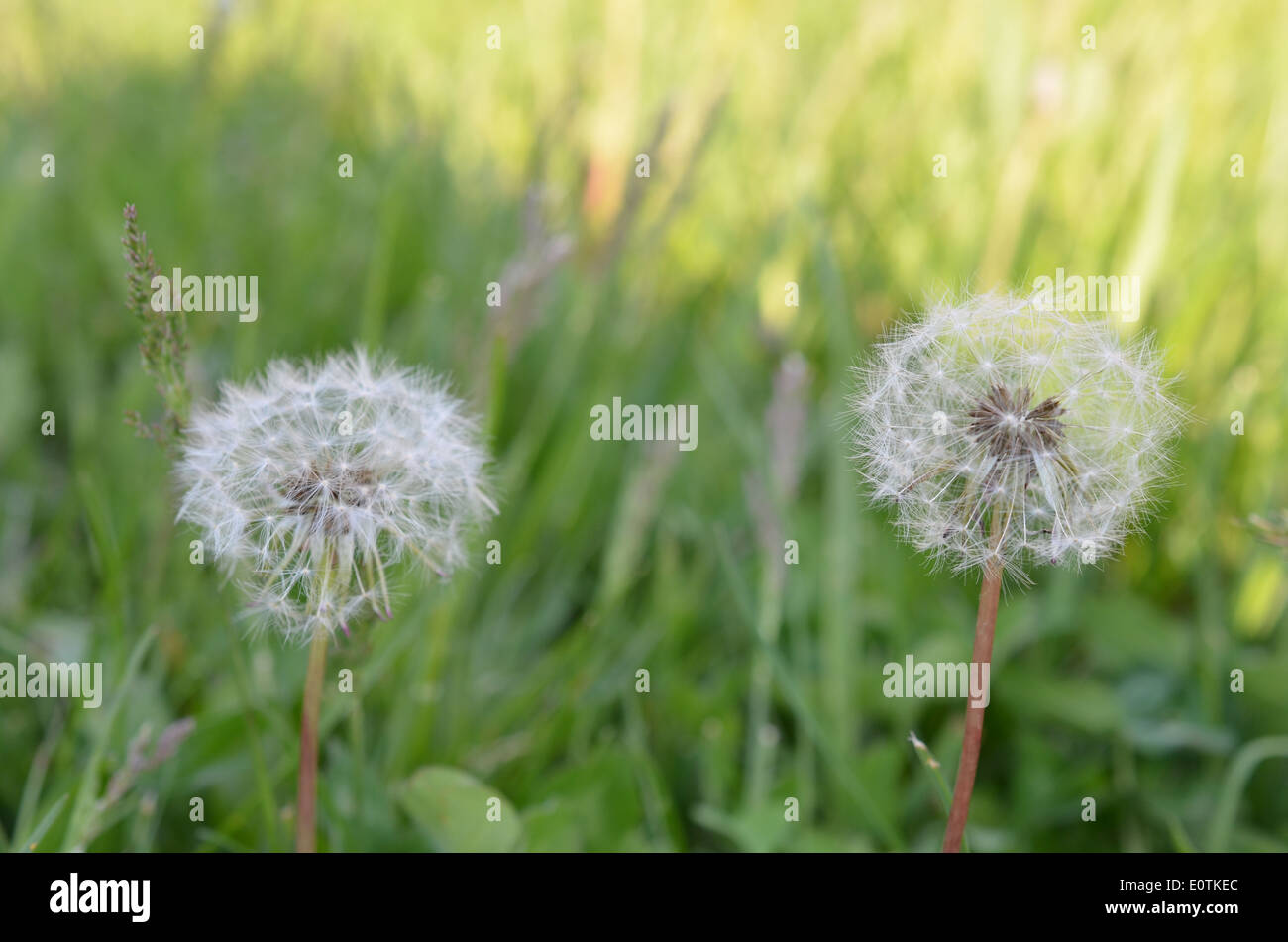 dandelions gone to seed in lawn Stock Photo