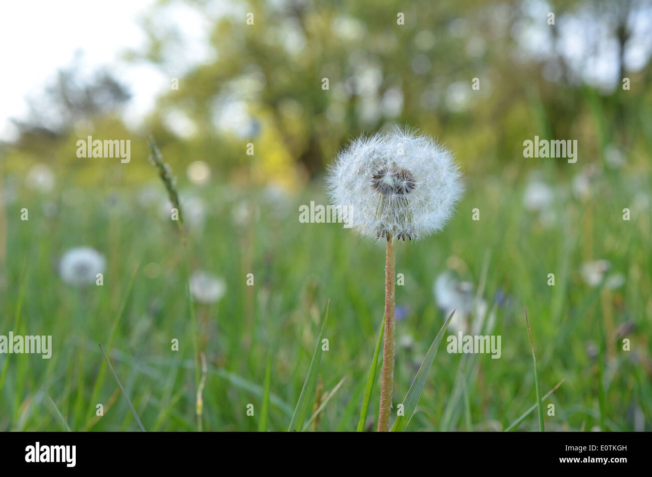 Lawn Weeds High Resolution Stock Photography and Images - Alamy