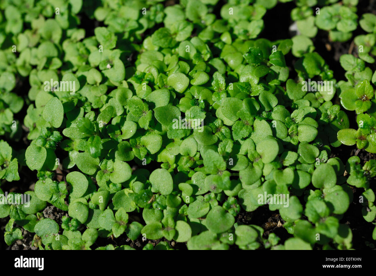 poppy seedlings images poppy seedlings images