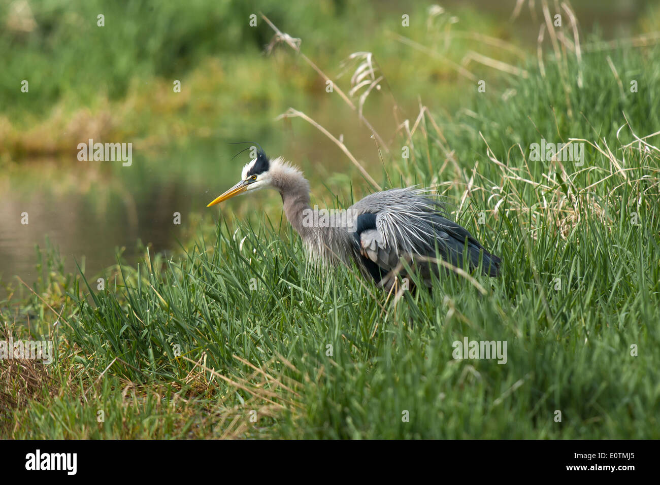 Heron ruffles its feathers. Stock Photo