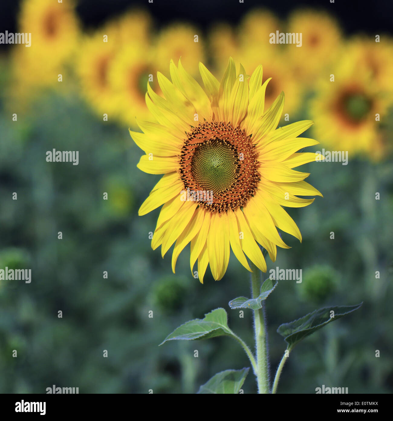 Closeup of the sunflower hi-res stock photography and images - Alamy