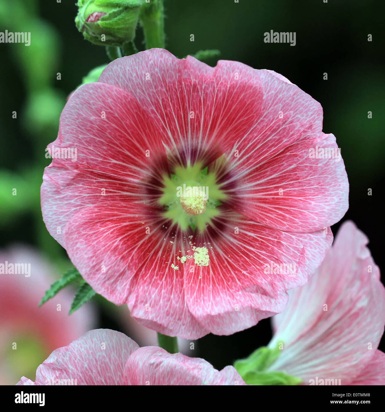 closeup of beautiful hollyhock flower Stock Photo