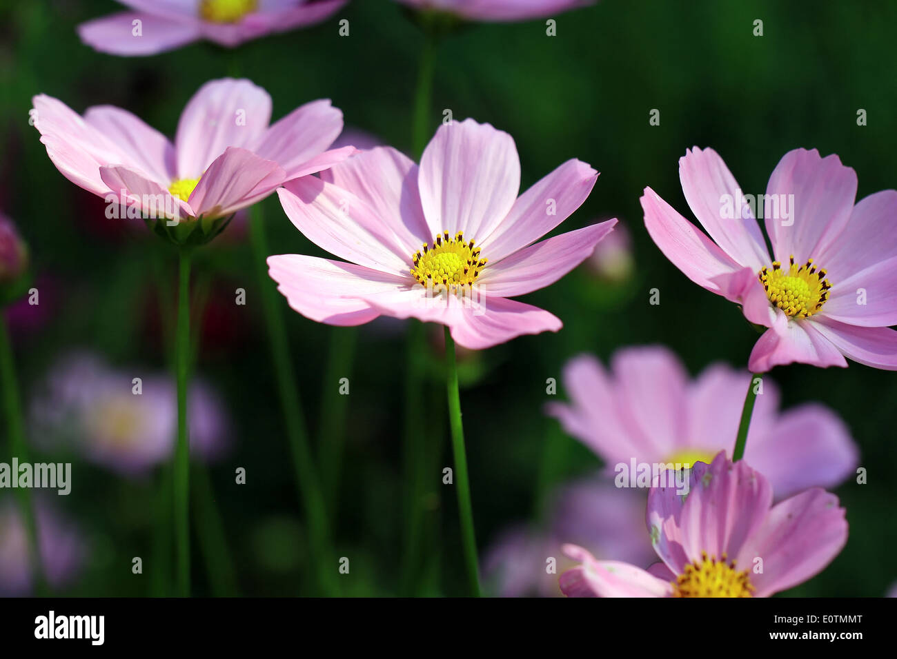 Cosmos flower bouquet hi-res stock photography and images - Alamy