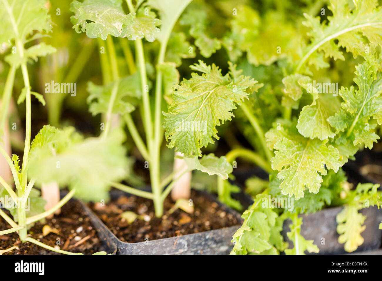 Vegetable plants for sale at the local Farmers market Stock Photo Alamy