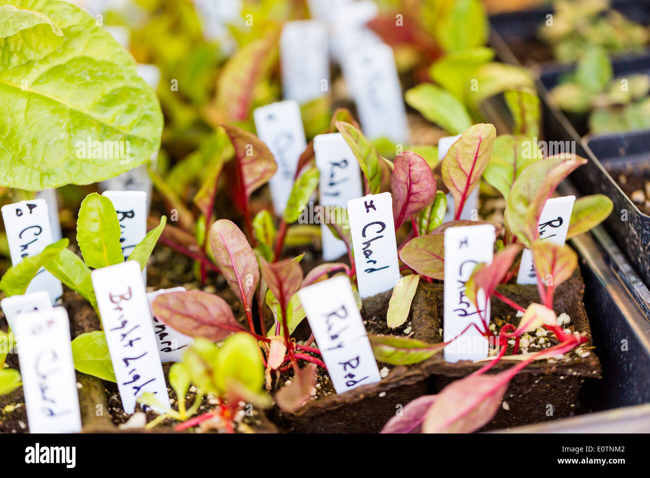 Vegetable plants for sale at the local Farmers market Stock Photo Alamy